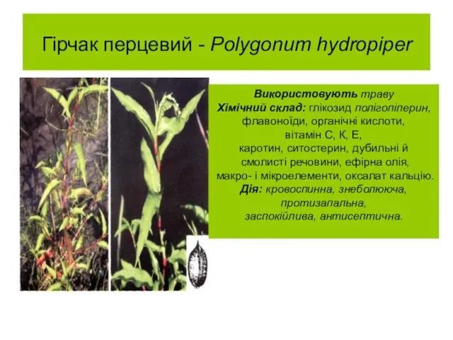 Гірчак перцевий - Polygonum hydropiper Використовують траву Хімічний склад: глікозид полігопіперин,