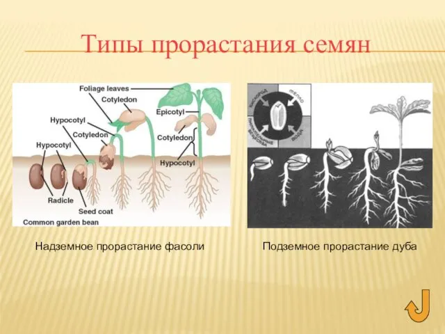 Типы прорастания семян Подземное прорастание дуба Надземное прорастание фасоли