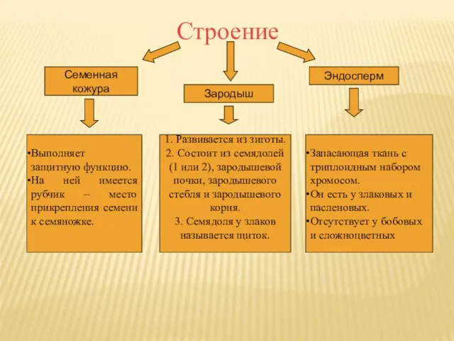 Строение Семенная кожура Зародыш Эндосперм Выполняет защитную функцию. На ней имеется