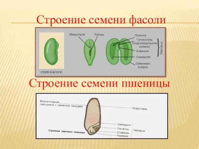 Строение семени фасоли Строение семени пшеницы