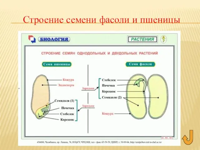 Строение семени фасоли и пшеницы