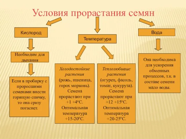 Условия прорастания семян Кислород Вода Температура Холодостойкие растения (рожь, пшеница, горох