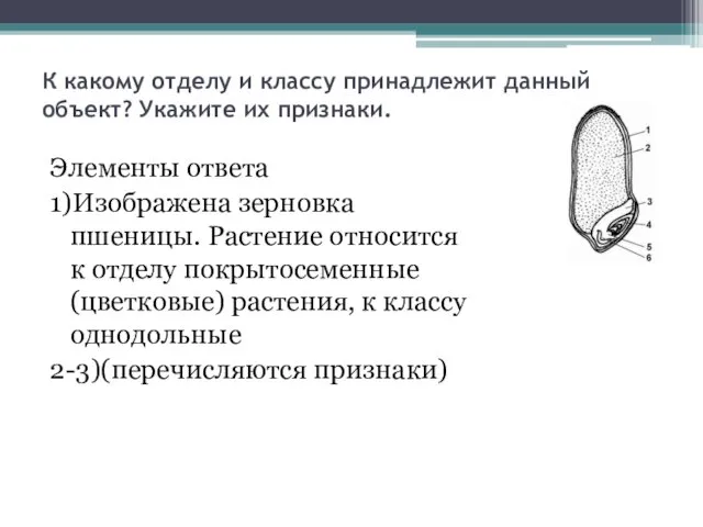 К какому отделу и классу принадлежит данный объект? Укажите их признаки.