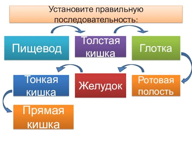 Установите правильную последовательность: Пищевод Желудок Глотка Ротовая полость Толстая кишка Тонкая кишка Прямая кишка