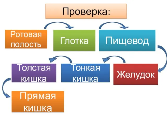 Проверка: Пищевод Желудок Глотка Ротовая полость Толстая кишка Тонкая кишка Прямая кишка