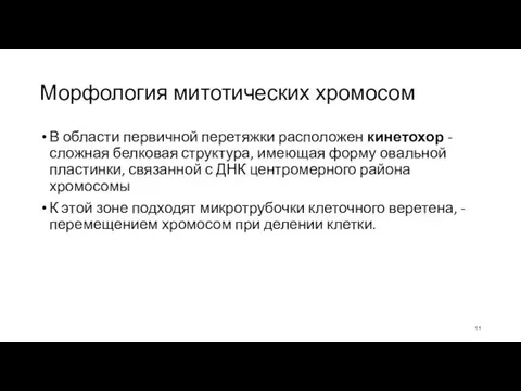 Морфология митотических хромосом В области первичной перетяжки расположен кинетохор - сложная