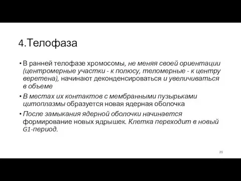 4.Телофаза В ранней телофазе хромосомы, не меняя своей ориентации (центромерные участки