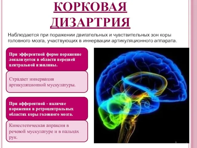 КОРКОВАЯ ДИЗАРТРИЯ Наблюдается при поражении двигательных и чувствительных зон коры головного