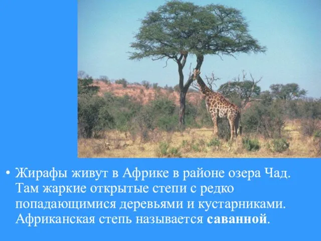 Жирафы живут в Африке в районе озера Чад. Там жаркие открытые