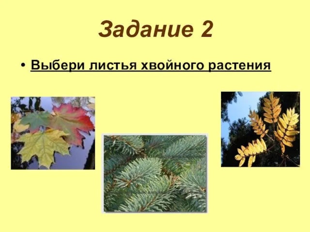 Задание 2 Выбери листья хвойного растения