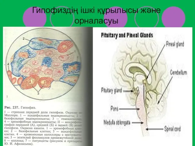 Гипофиздің ішкі құрылысы және орналасуы