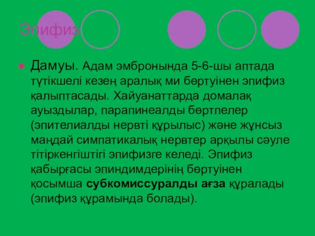 Эпифиз Дамуы. Адам эмбронында 5-6-шы аптада түтікшелі кезең аралық ми бөртуінен