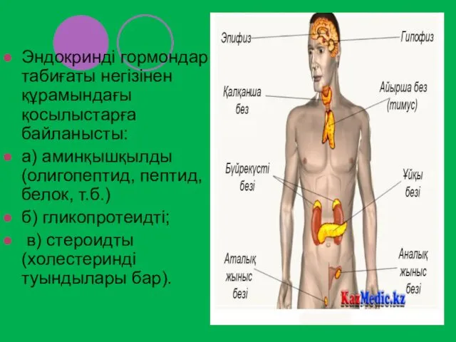 Эндокринді гормондар табиғаты негізінен құрамындағы қосылыстарға байланысты: а) аминқышқылды (олигопептид, пептид,