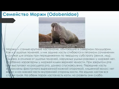 Семейство Моржи (Odobenidae) Моржи — самые крупные ластоногие, обитающие в северном