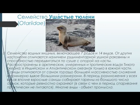 Семейство Уша́стые тюле́ни (Otariidae) Семейство водных хищных, включающее 7 родов и