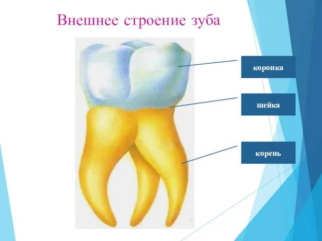 Внешнее строение зуба коронка шейка корень