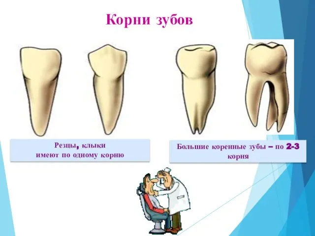 Резцы, клыки имеют по одному корню Большие коренные зубы – по 2-3 корня Корни зубов