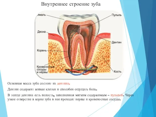 Внутреннее строение зуба Внутреннее строение зуба Основная масса зуба состоит из