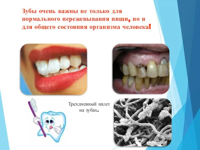 Зубы очень важны не только для нормального пережевывания пищи, но и