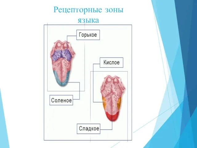 Рецепторные зоны языка