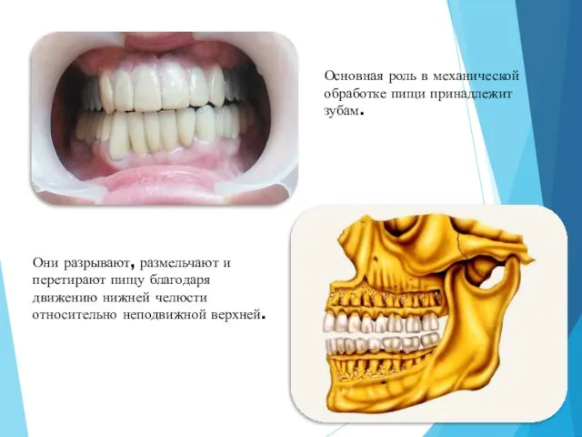 Зубы Основная роль в механической обработке пищи принадлежит зубам. Они разрывают,