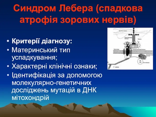 Синдром Лебера (спадкова атрофія зорових нервів) Критерії діагнозу: Материнський тип успадкування;