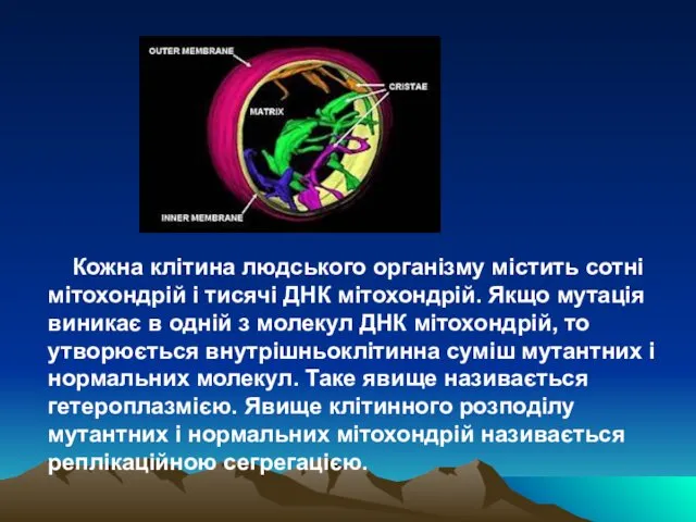 Кожна клітина людського організму містить сотні мітохондрій і тисячі ДНК мітохондрій.