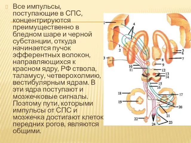 Все импульсы, поступающие в СПС, концентрируются преимущественно в бледном шаре и