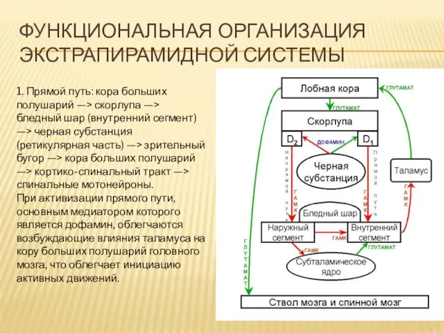 ФУНКЦИОНАЛЬНАЯ ОРГАНИЗАЦИЯ ЭКСТРАПИРАМИДНОЙ СИСТЕМЫ 1. Прямой путь: кора больших полушарий —>