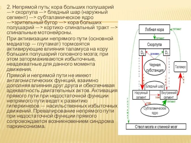 2. Непрямой путь: кора больших полушарий —> скорлупа —> бледный шар