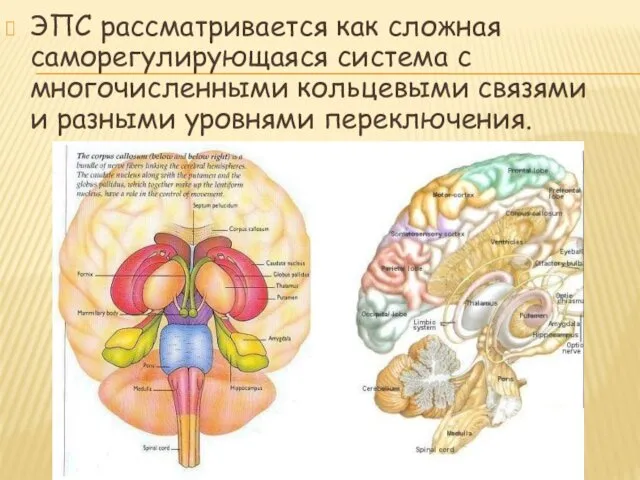 ЭПС рассматривается как сложная саморегулирующаяся система с многочисленными кольцевыми связями и разными уровнями переключения.