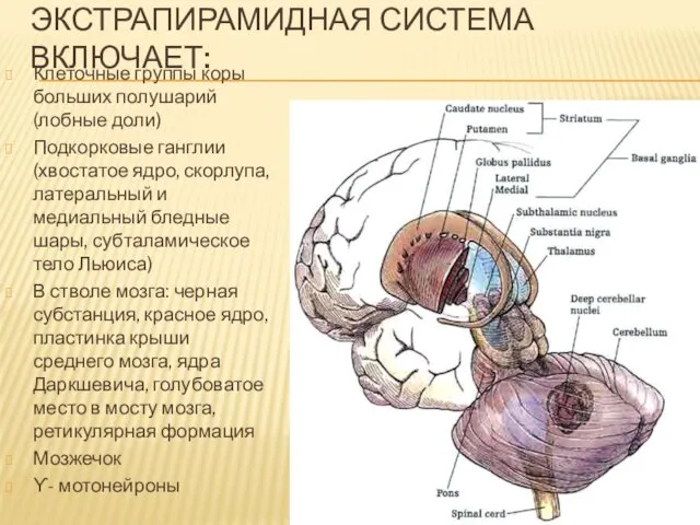 ЭКСТРАПИРАМИДНАЯ СИСТЕМА ВКЛЮЧАЕТ: Клеточные группы коры больших полушарий(лобные доли) Подкорковые ганглии