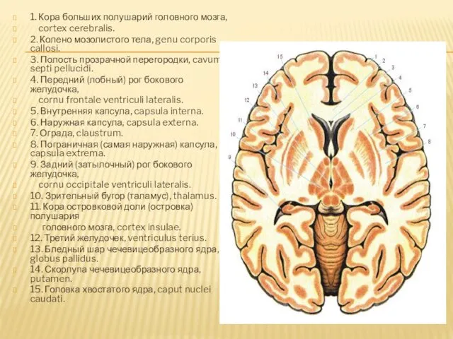 1. Кора больших полушарий головного мозга, cortex cerebralis. 2. Колено мозолистого