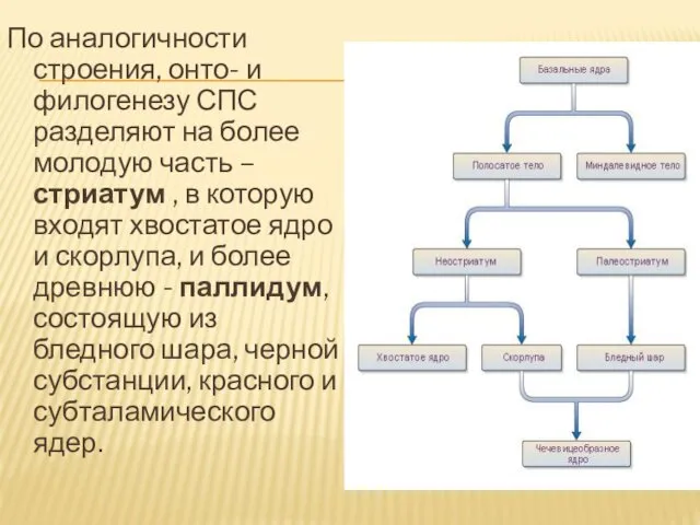 По аналогичности строения, онто- и филогенезу СПС разделяют на более молодую