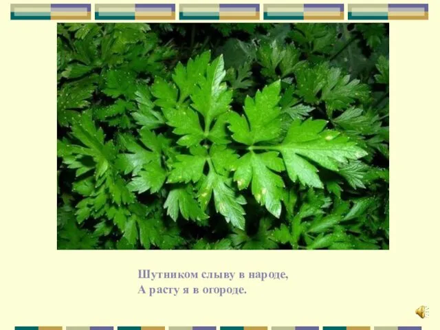 Шутником слыву в народе, А расту я в огороде.