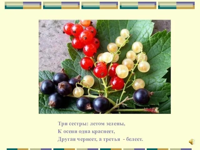 Три сестры: летом зелены, К осени одна краснеет, Другая чернеет, а третья - белеет.