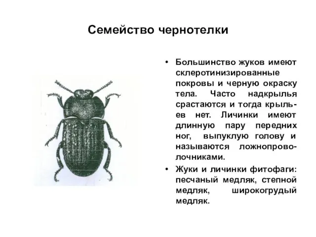 Семейство чернотелки Большинство жуков имеют склеротинизированные покровы и черную окраску тела.