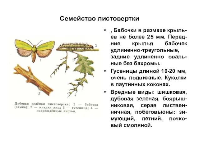 Семейство листовертки , Бабочки в размахе крыль-ев не более 25 мм.
