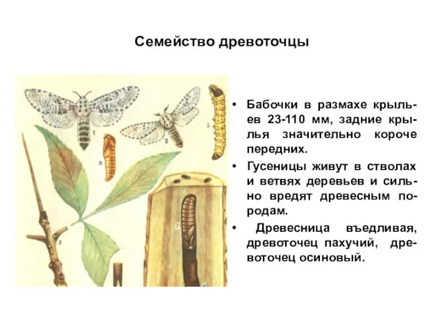 Семейство древоточцы Бабочки в размахе крыль-ев 23-110 мм, задние кры-лья значительно