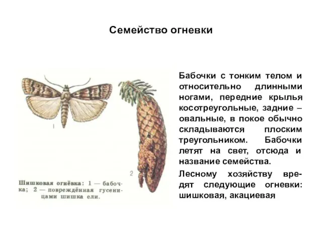Семейство огневки Бабочки с тонким телом и относительно длинными ногами, передние
