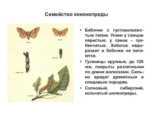 Семейство коконопряды Бабочки с густоволосис-тым телом. Усики у самцов перистые, у