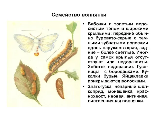 Семейство волнянки Бабочки с толстым воло-систым телом и широкими крыльями; передние