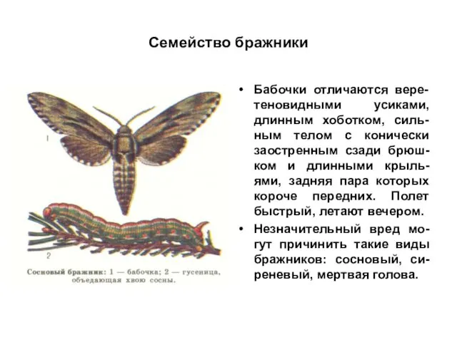 Семейство бражники Бабочки отличаются вере-теновидными усиками, длинным хоботком, силь-ным телом с