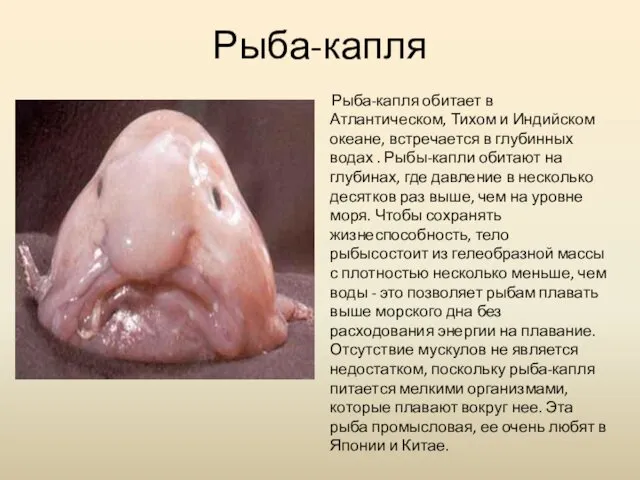 Рыба-капля Рыба-капля обитает в Атлантическом, Тихом и Индийском океане, встречается в