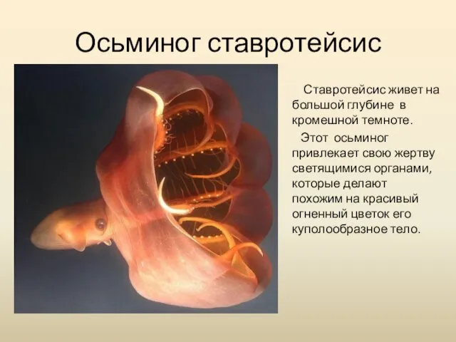 Осьминог ставротейсис Ставротейсис живет на большой глубине в кромешной темноте. Этот