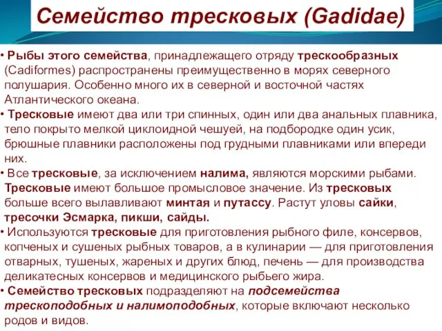 Семейство тресковых (Gadidae) Рыбы этого семейства, принадлежащего отряду трескообразных (Cadiformes) распространены