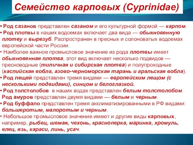 Семейство карповых (Cyprinidae) Род сазанов представлен сазаном и его культурной формой