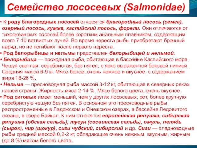 Семейство лососевых (Salmonidae) К роду благородных лососей относятся благородный лосось (семга),