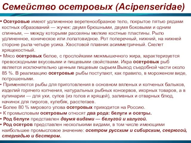 Семейство осетровых (Acipenseridae) Осетровые имеют удлиненное веретенообразное тело, покрытое пятью рядами