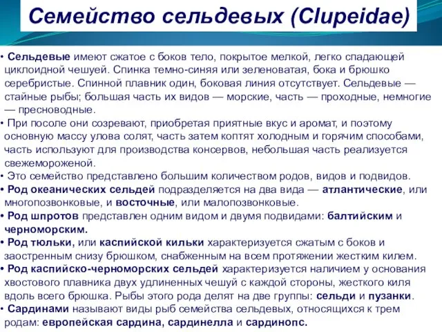 Семейство сельдевых (Clupeidae) Сельдевые имеют сжатое с боков тело, покрытое мелкой,